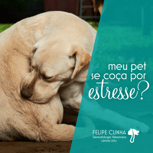coceiraporestresse