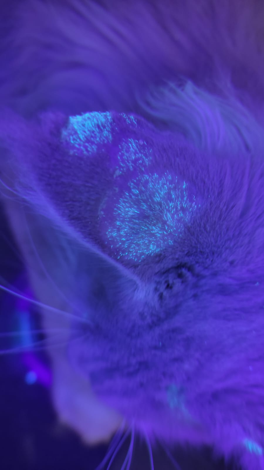 Imagem do WhatsApp de 2024-05-17 à(s) 21.04.10_54ef4a11